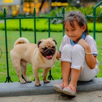 buy pug puppies wichita