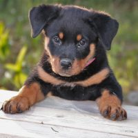 buy rottweiler dogs wichita