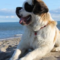 buy saint bernard dogs