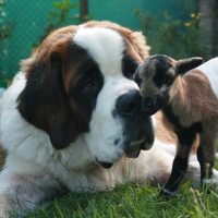 buy saint bernard puppies wichita ks