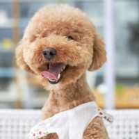 buy toy poodle dogs wichita