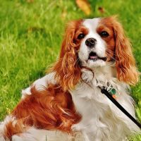 cavalier puppies for sale