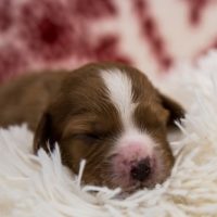 cavapoo puppy for sale wichita