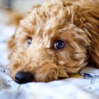 cockapoo wichita puppies