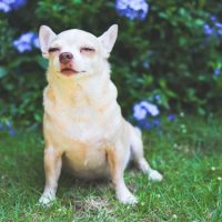 cool chihuahua for sale wichita