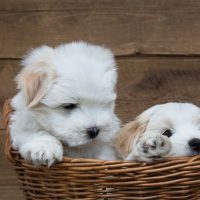 cute coton de tulear puppies wichita