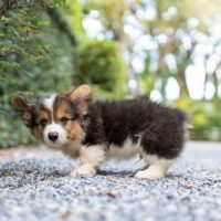 Side,View,Corgi,Pembroke,Puppy,Standing,In,The,Garden,Looking