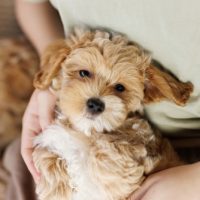 cute maltipoo for sale wichita ks