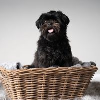 for sale Affenpinscher dogs