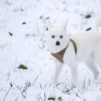 for sale alaskan klee kai dogs