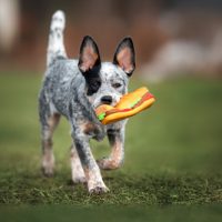 for sale australian cattle dogs