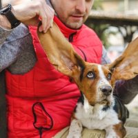 for sale basset hound puppies