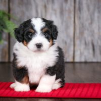 for sale bernedoodle mini puppies