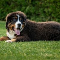 for sale bernese mountain dog