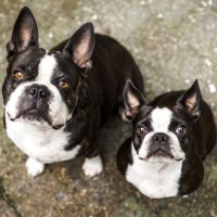 for sale boston terrier puppies