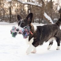 for sale cardigan welsh corgi dogs