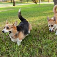 for sale cardigan welsh corgi puppies