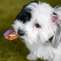 for sale wichita coton de tulear