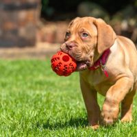 get your French Mastiff puppies in iwhcita