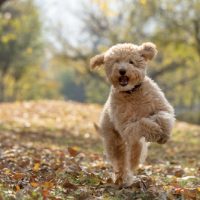 A,Happy,Mini,Golden,Doodle,Puppy,Playing,In,The,Park