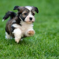 Cute,Little,Havanese,Puppy,Dog,Is,Running,In,The,Grass