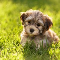 havanese puppy for sale wichita ks