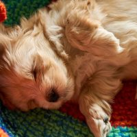 havanese puppy for sale wichita