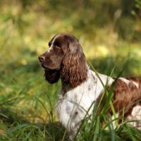 Beautiful,Dog,English,Springer,Spaniel,On,Nature