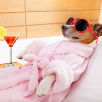 Jack,Russell,Dog,Relaxing,And,Lying,,In,Spa,Wellness,Center