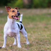 A,Cute,Jack,Russell,Terrier,Dog,Walks,In,A,Clearing