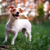 jack russell terrier in wichita ks