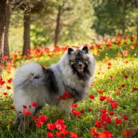 keeshond in forest puppy dog for sale