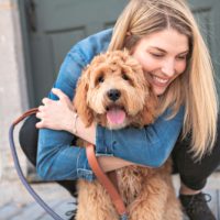 labradoodle dog puppy wichita