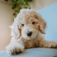 Labradoodle,Puppy,Photographed,Indoors,In,Natural,Light