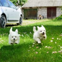 White,Fluffy,Cheerful,Happy,Pretty,Puppies,Of,Maltese,Lapdogs,Are