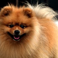 pomeranian puppies for sale ks