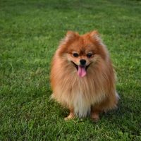 pomeranian puppies for sale wichita