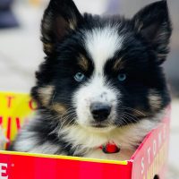 pomsky dogs for sale wichita ks