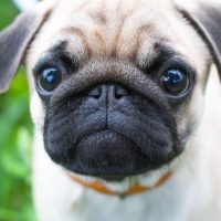 pug dogs for sale wichita