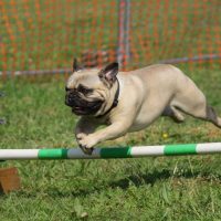 pug puppies for sale