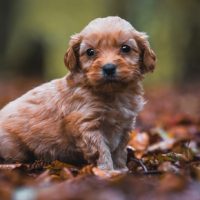 puppy for sale wichita cockapoo