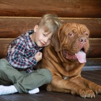 purebred wichita ks French Mastiff puppies