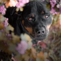 rottweiler dogs for sale