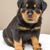 rottweiler puppy for sale ks