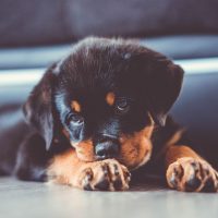 rottweiler puppy for sale wichita