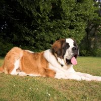 saint bernard for sale wichita