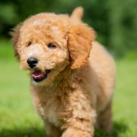 Playful,Image,Of,A,Golden,Doodle,Puppy,In,The,Grass