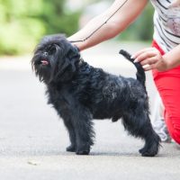 sale on Affenpinscher puppies