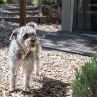 schnoodle puppies for sale