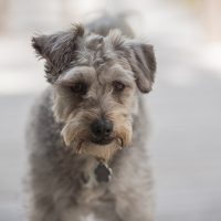 schnoodle puppy for sale wichita